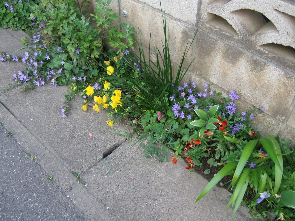 道端はステキな花壇