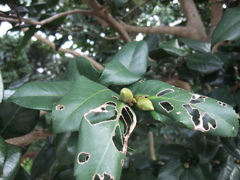 虫食いの葉とつぼみ