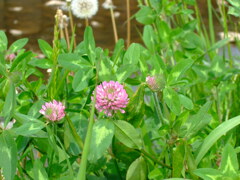 16年前のコンデジF30と散歩