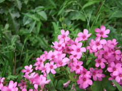 16年前のコンデジF30と散歩2