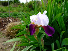 16年前のコンデジF30と散歩9