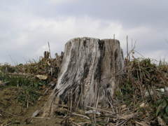 昔、ここには木がありました