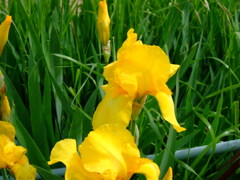 16年前のコンデジF30と散歩8