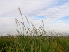 秋、お散歩日和