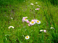 16年前のコンデジF30と散歩14