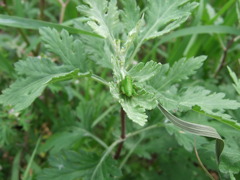 16年前のコンデジF30と散歩