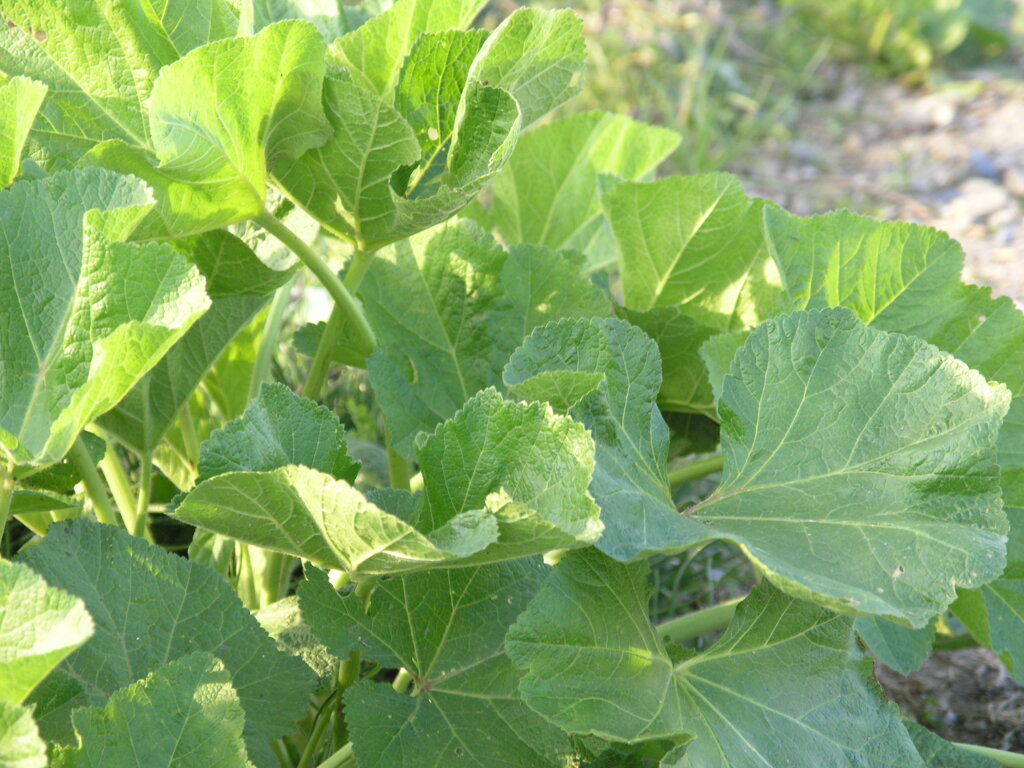 P1010201