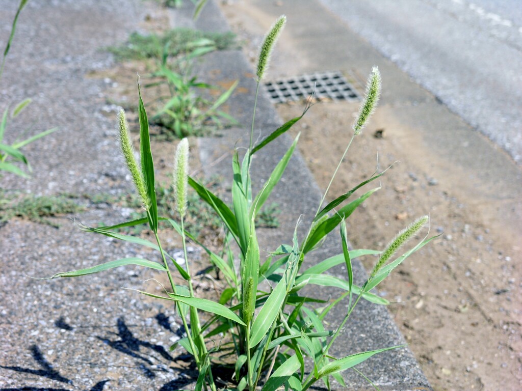 道草