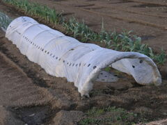 小さな苗を守るすごいヤツ