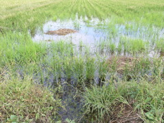 10月の田んぼだべさ