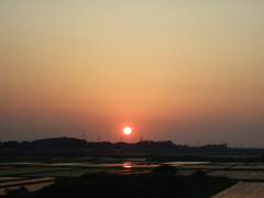 田植え後の田んぼを照らす夕日