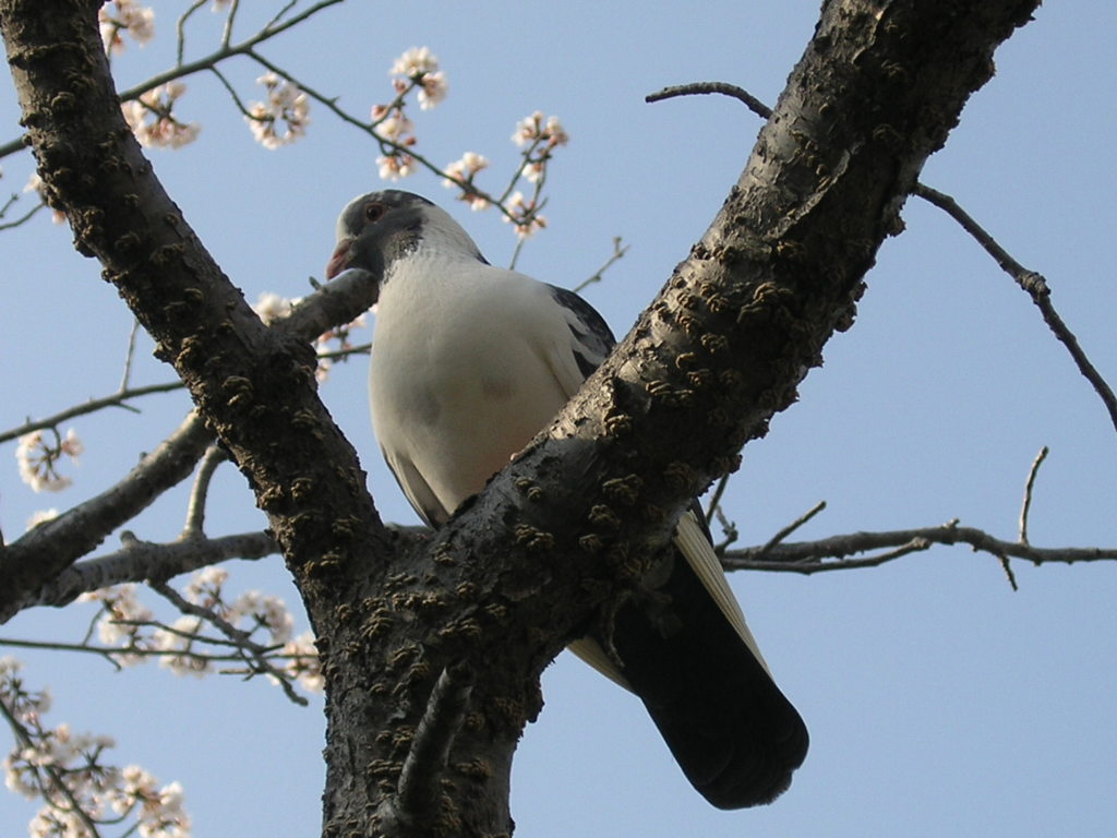 お花見中のハト