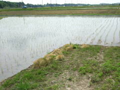 16年前のコンデジF30と散歩11