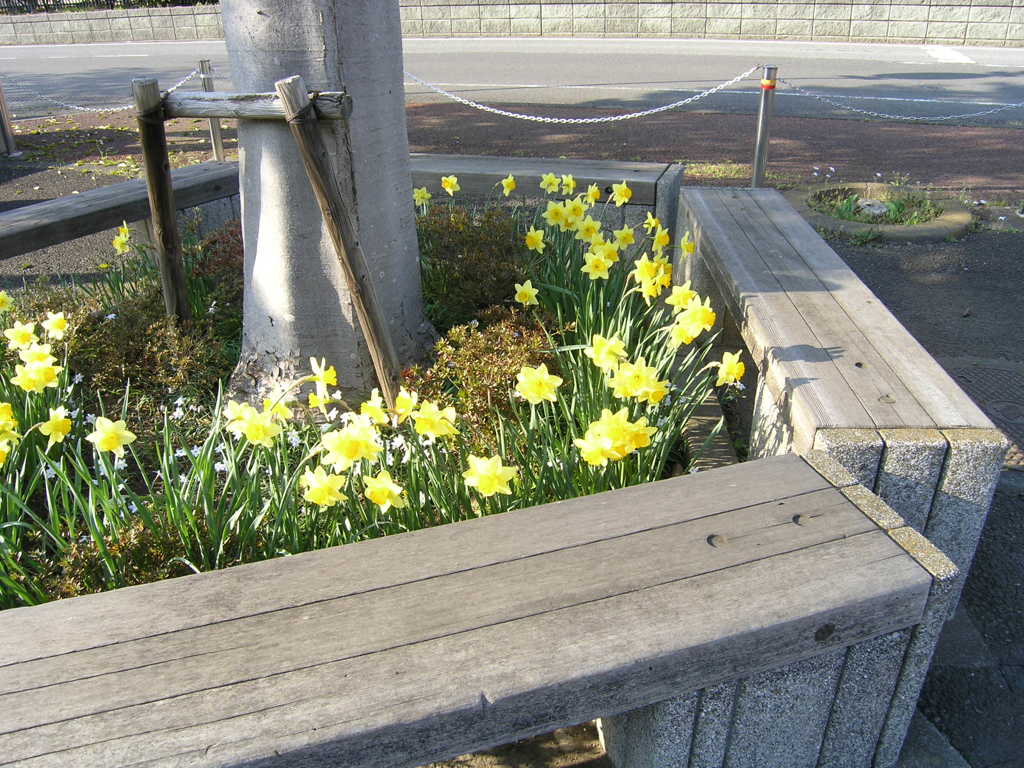 ベンチと黄色い花