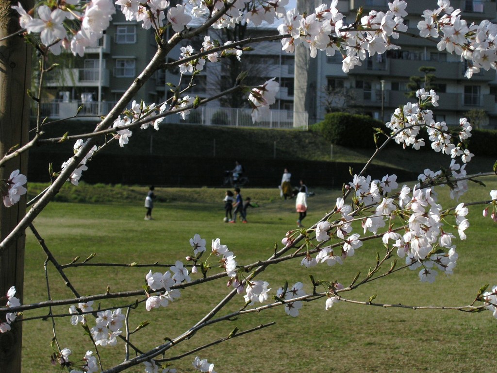 花よりも遊び？