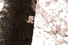 桜