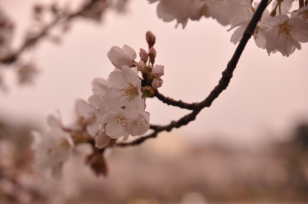 桜
