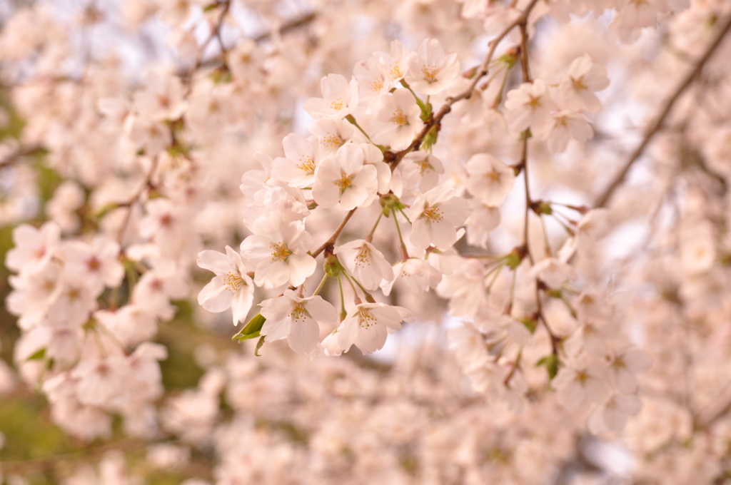 桜