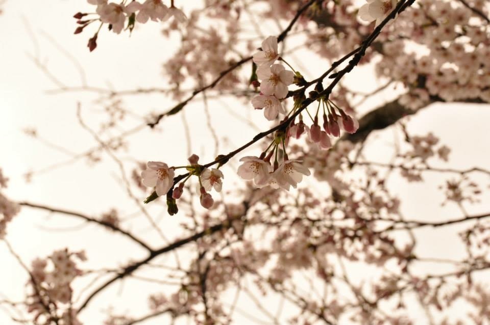 桜