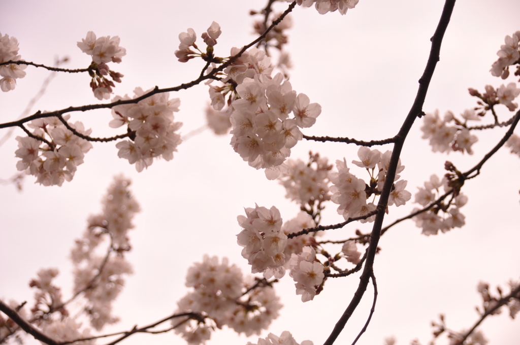 桜