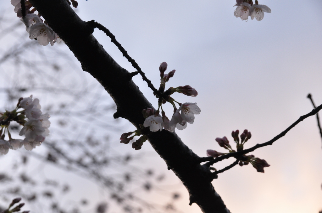 桜