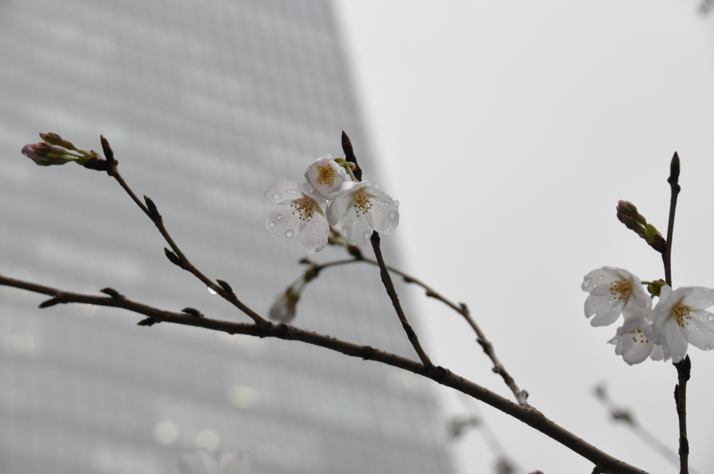 桜