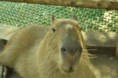 カピバラさん