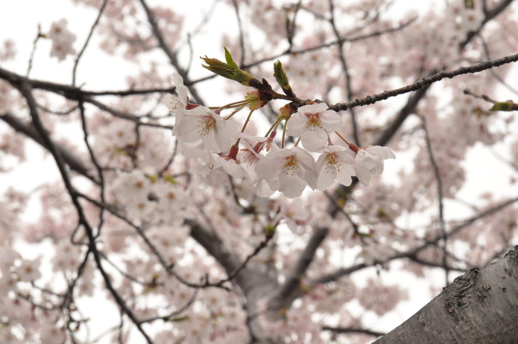 桜