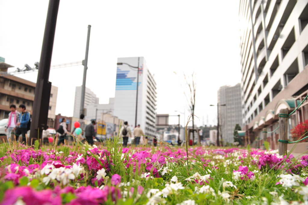 芝桜