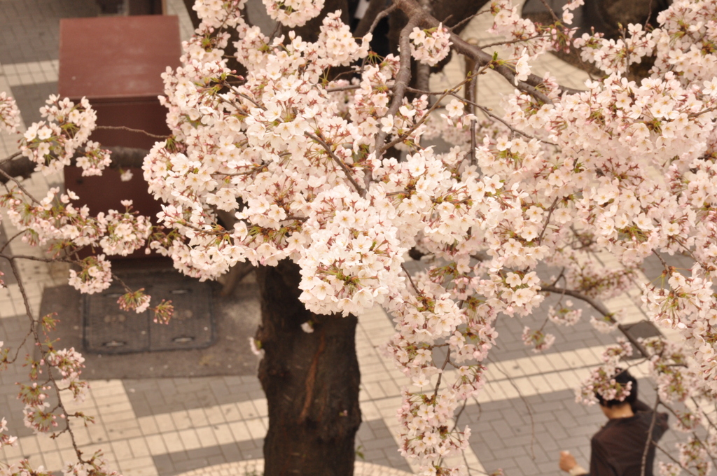 桜
