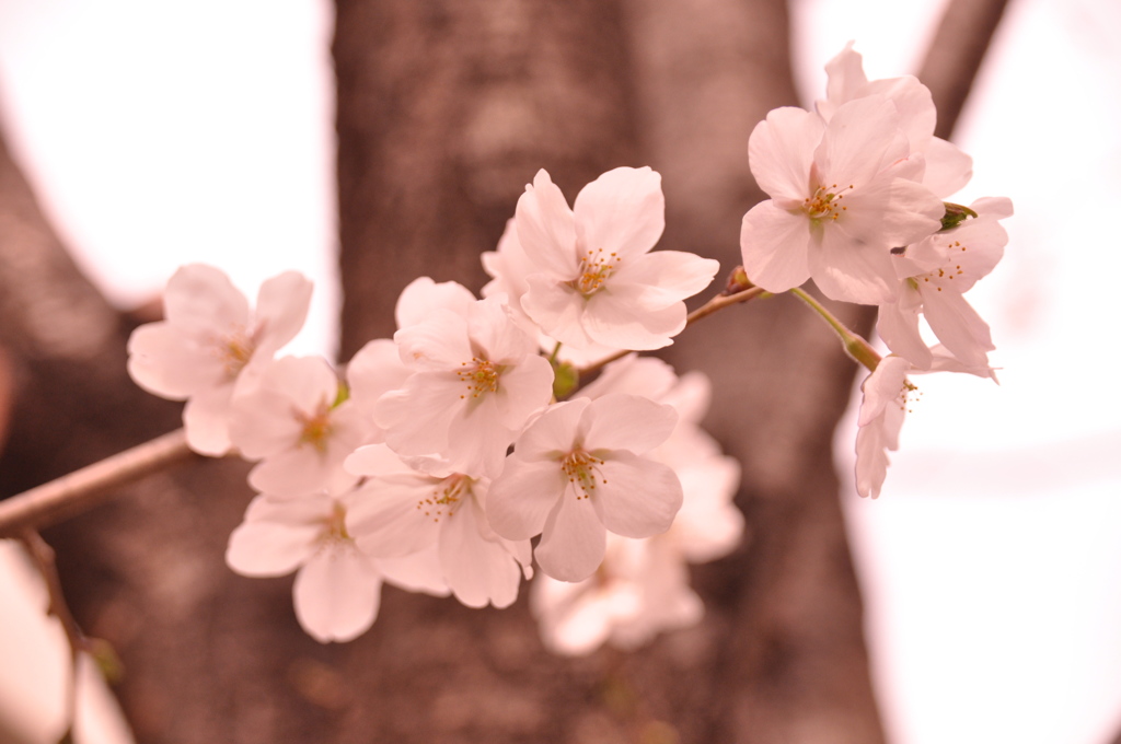 桜