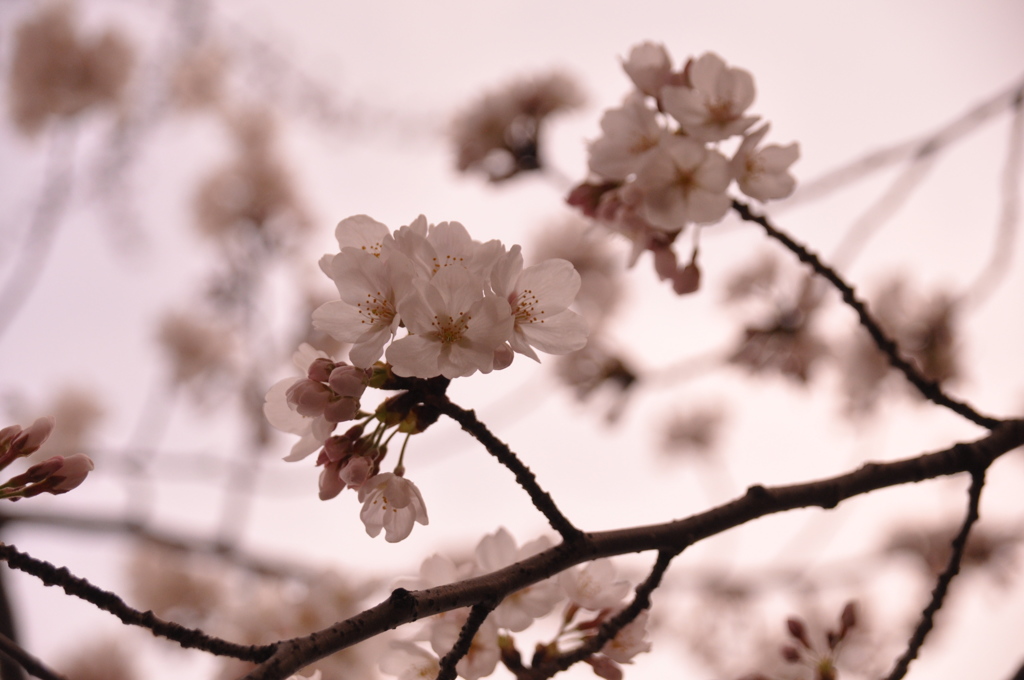 桜