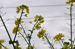 菜の花