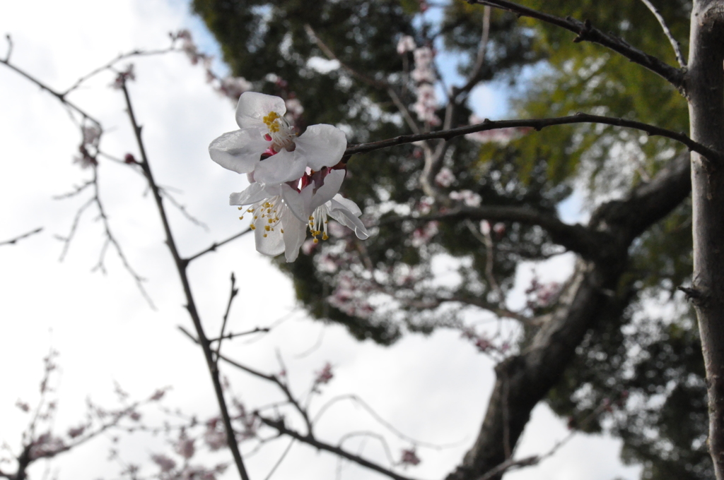 桜