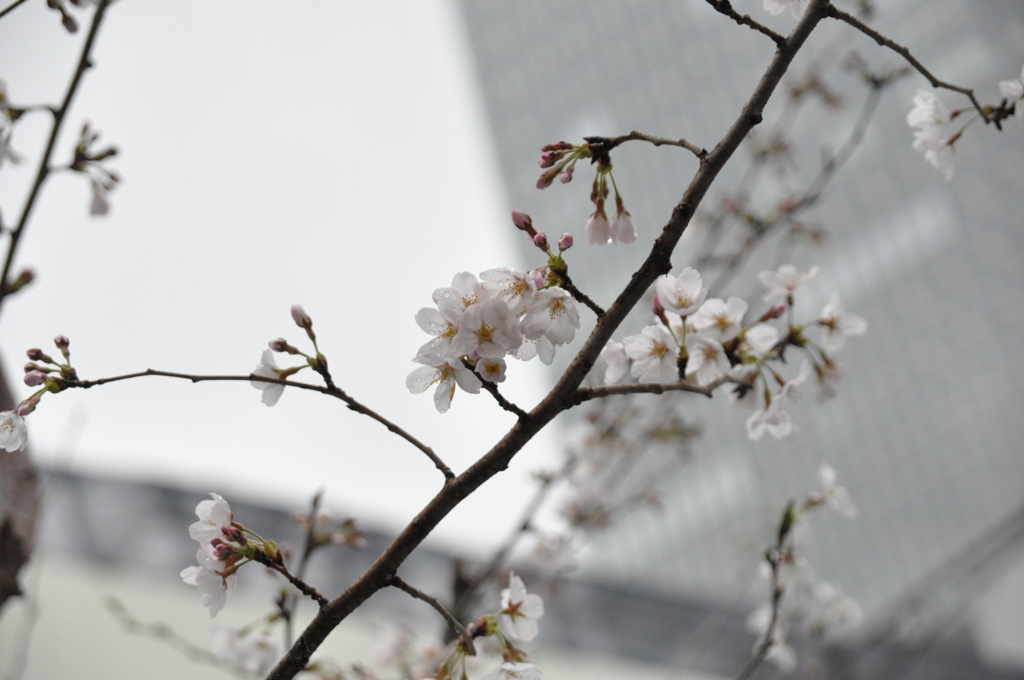 桜