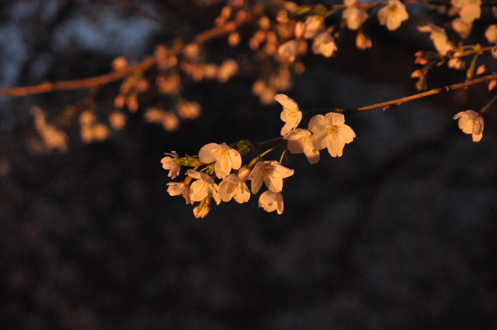 夜桜