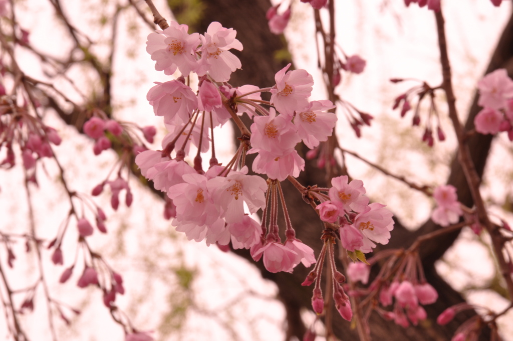 桜