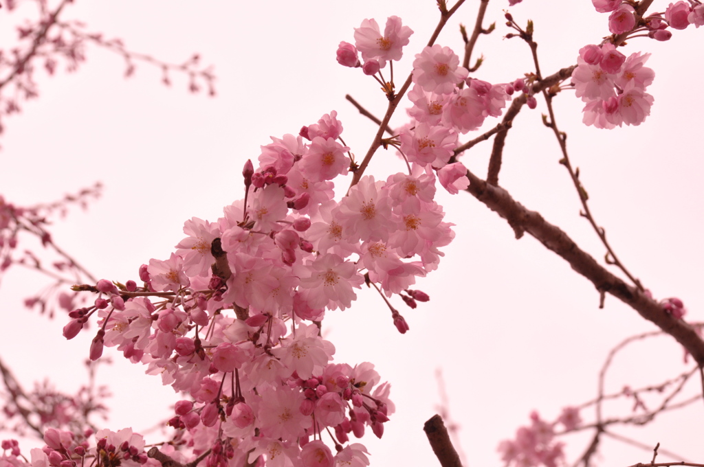 桜