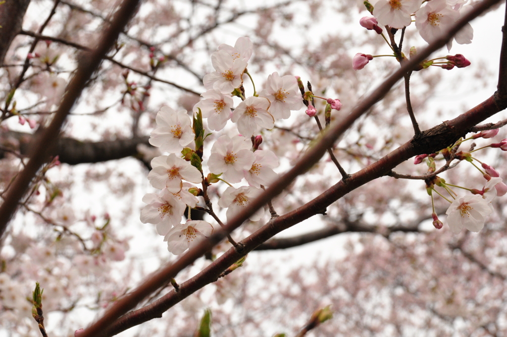 桜