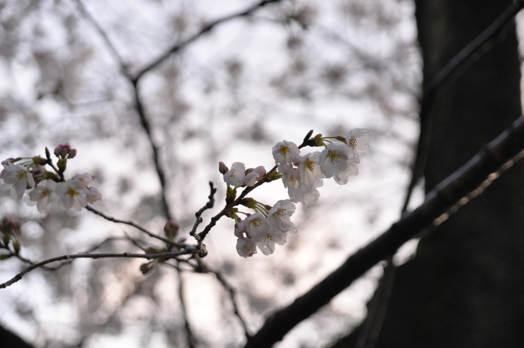 桜