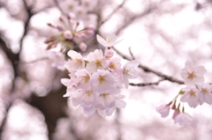 桜