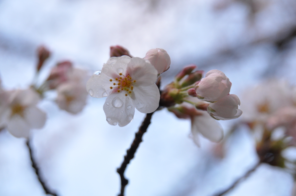 桜