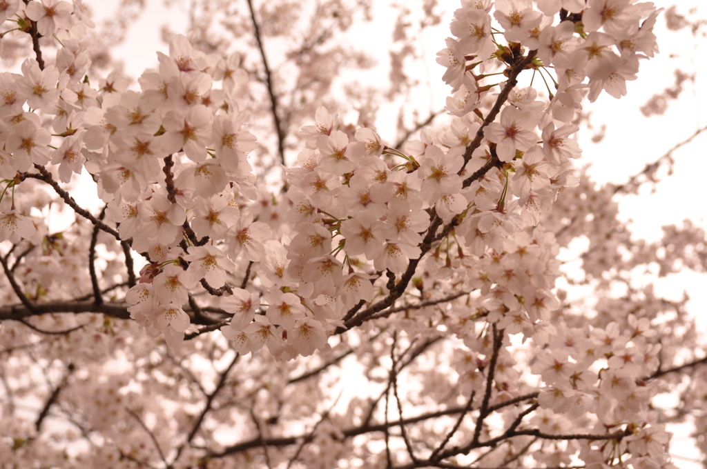 桜