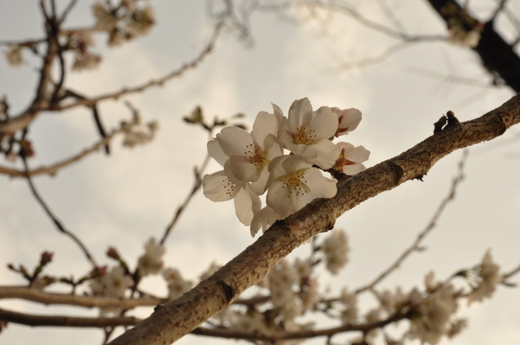 桜