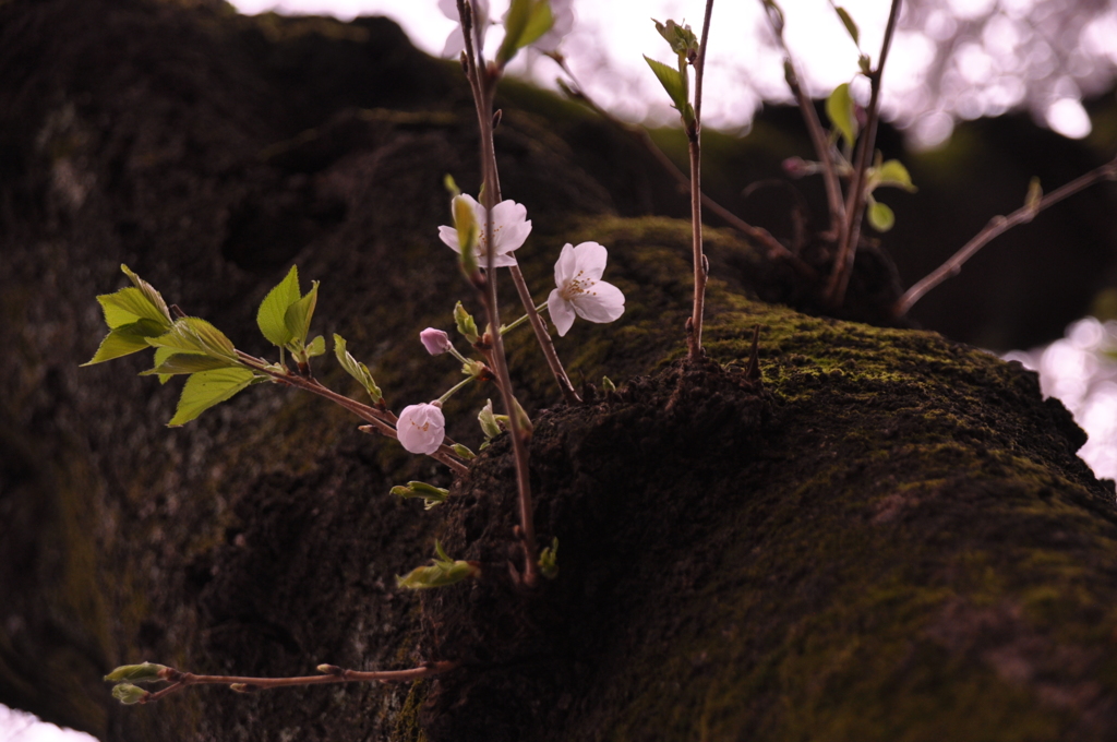 桜