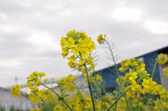 菜の花