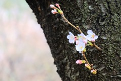 私はここにいます