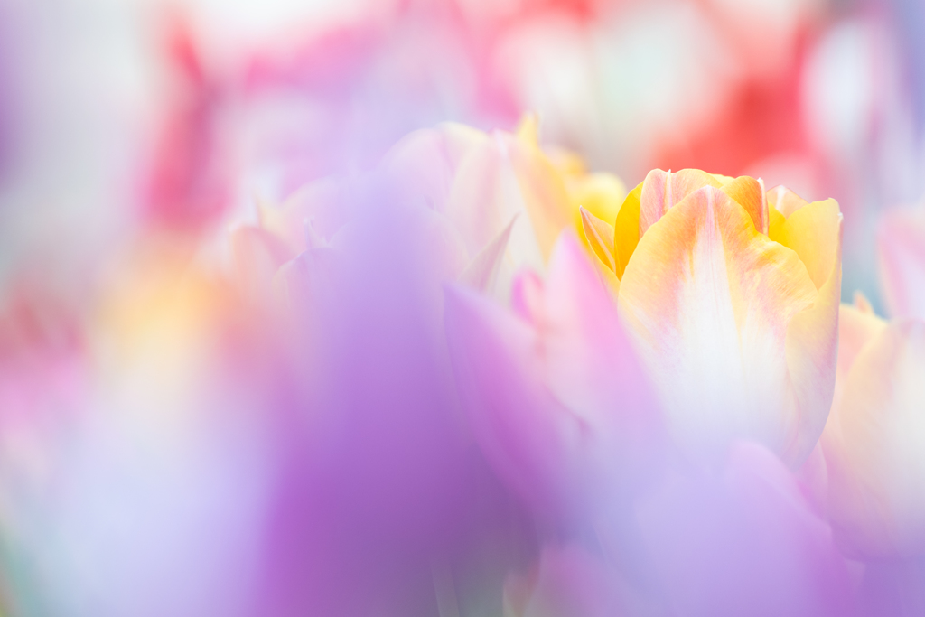 Gradation