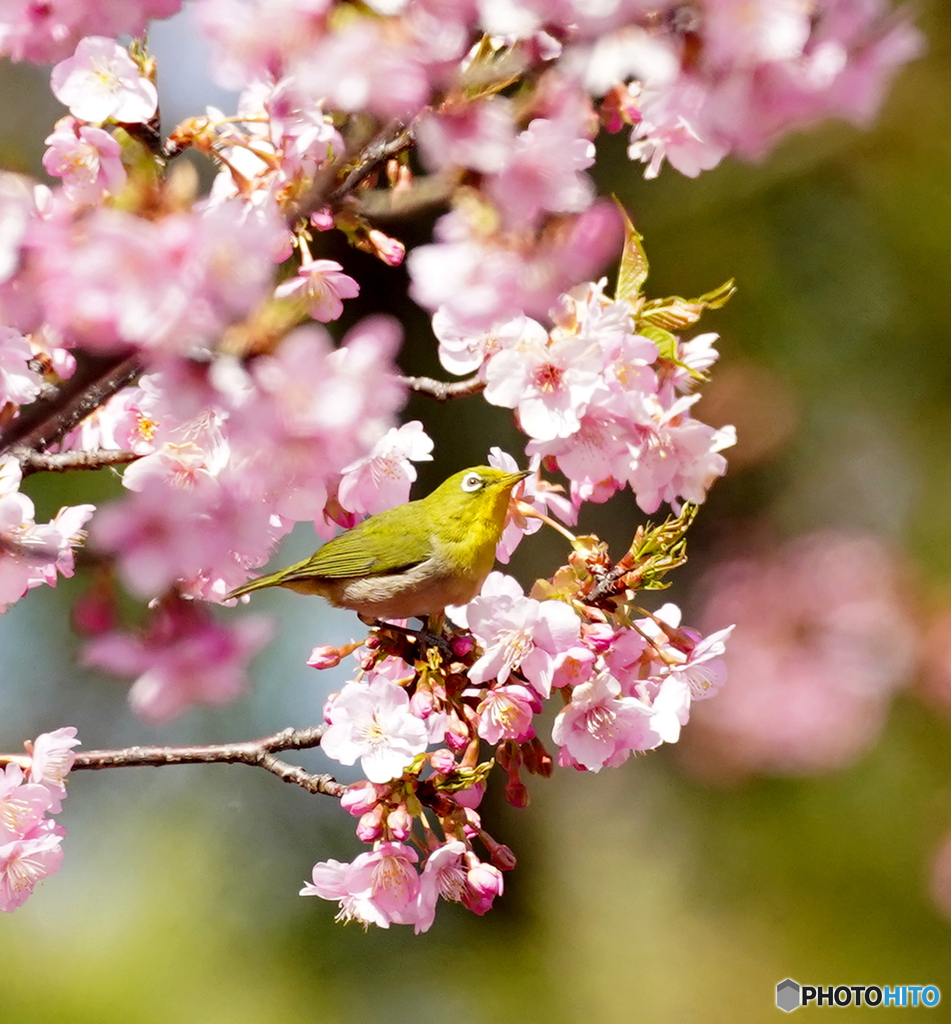 桜より私を見てね