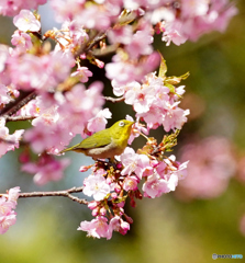 桜より私を見てね
